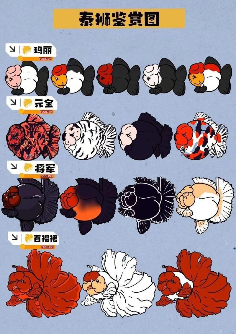 紅獅頂紅元寶獅虎頭活體觀賞魚(yú)
