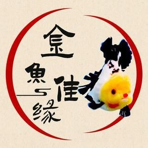 紅獅頂紅元寶獅虎頭活體觀賞魚(yú)