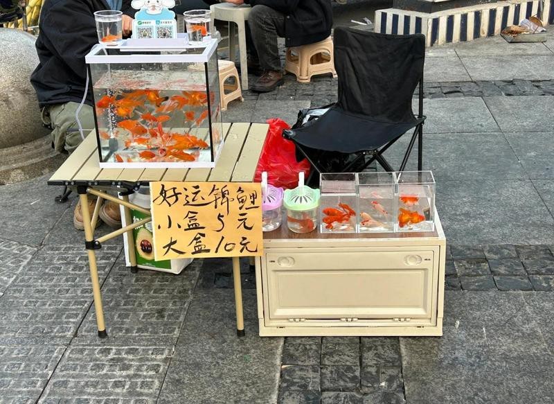 金魚批發100條一毛