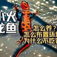 世界十大恐怖魚，我們比較遠，世界十大恐怖海洋生物離世界十大恐怖魚，它們長相十分奇特