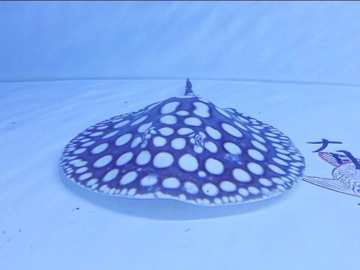 皇冠黑白魟魚不吃食怎么辦