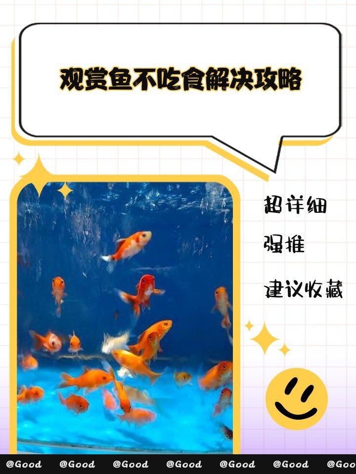 皇冠黑白魟魚不吃食怎么辦