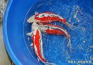 紅財神魚是高檔魚嗎