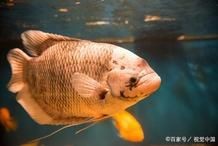 紅財神魚是高檔魚嗎