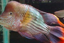 紅尾皇冠魚能長多大
