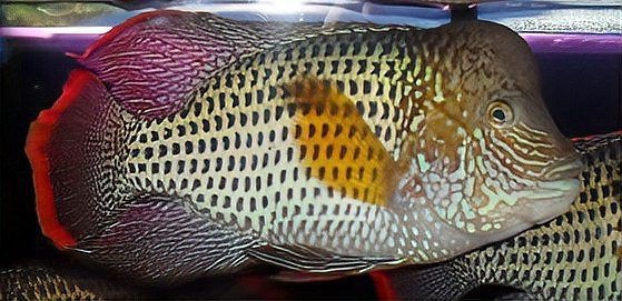 紅尾皇冠魚能長多大