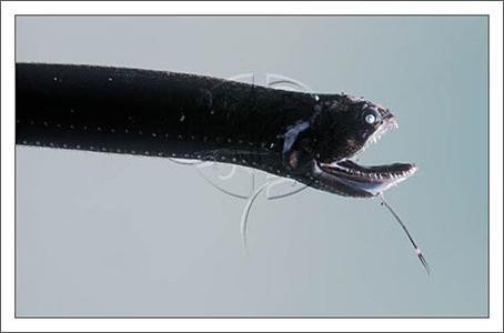 海洋里的龍魚圖片