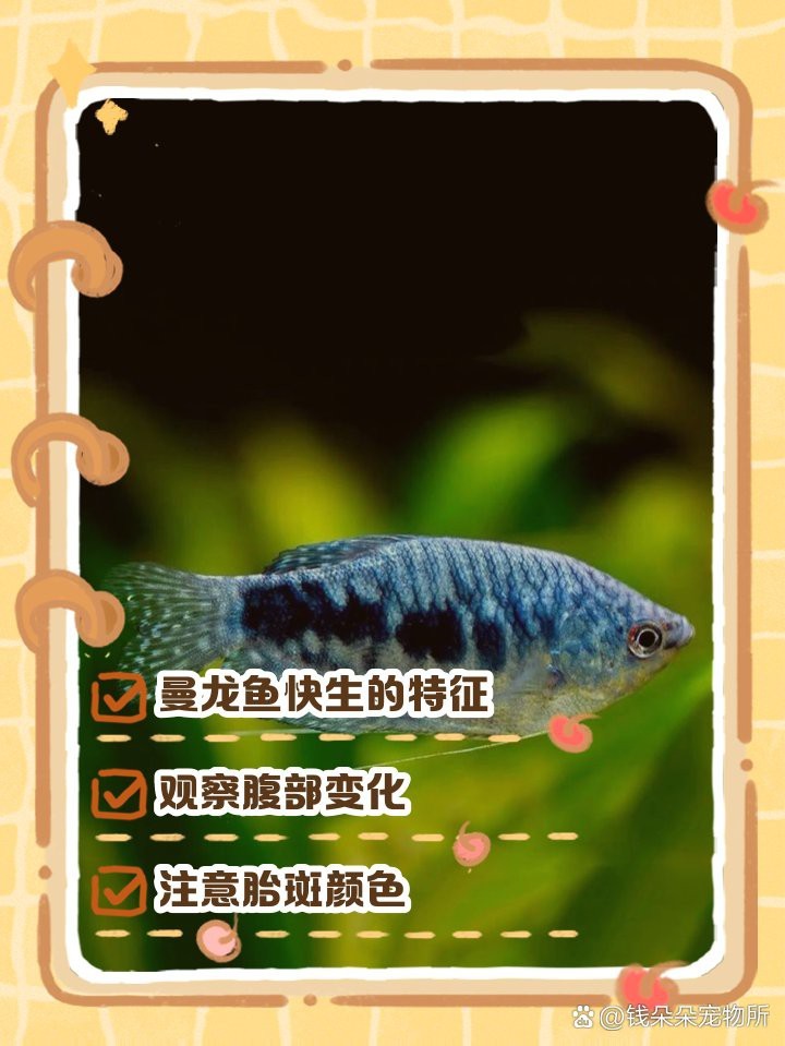 怎么判斷藍曼龍魚要繁殖