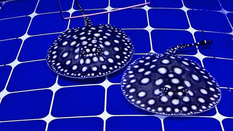 魟魚的價格是多少