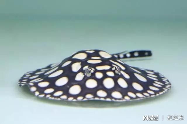 魟魚的價格是多少