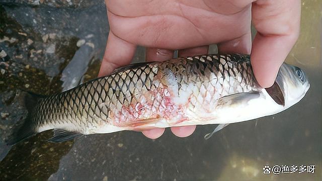 龍魚爛鰓病的治療周期一般多久？