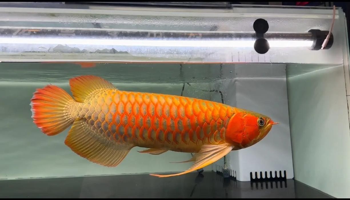 龍魚批發(fā)基地圖片高清