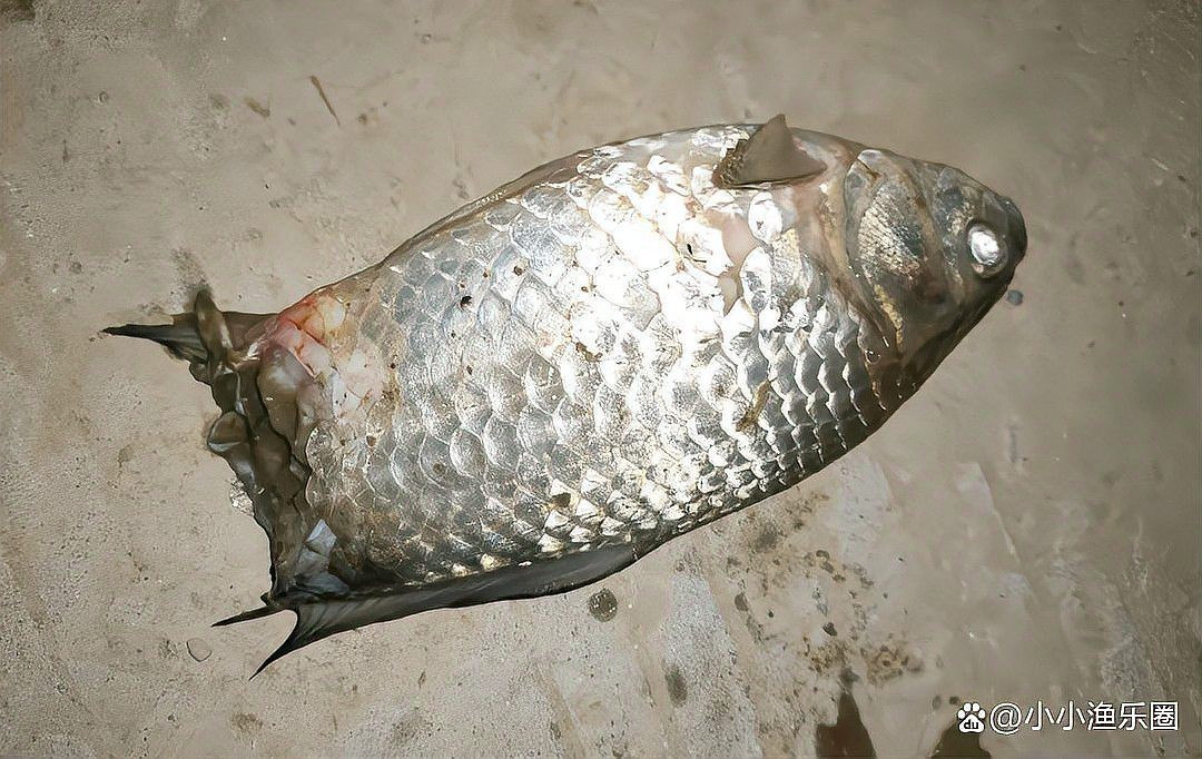 鱷雀鱔吃死魚嗎