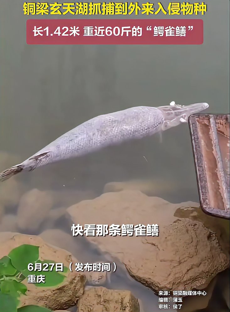 鱷雀鱔吃死魚嗎