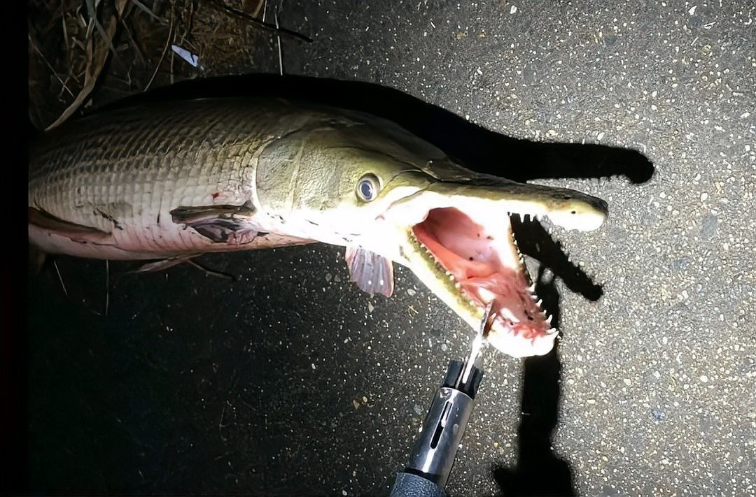 鱷雀鱔吃死魚嗎
