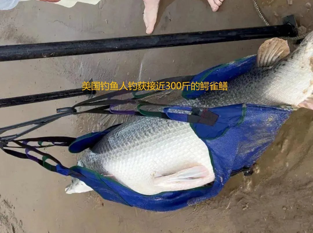 鱷雀鱔吃死魚嗎