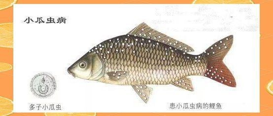 魟魚的白點越來越黃
