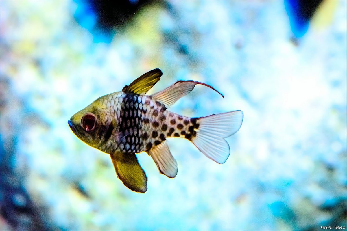 斑馬魚和龍魚能混養嗎圖片對比視頻