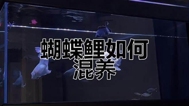 蝴蝶魚能和什么魚混養