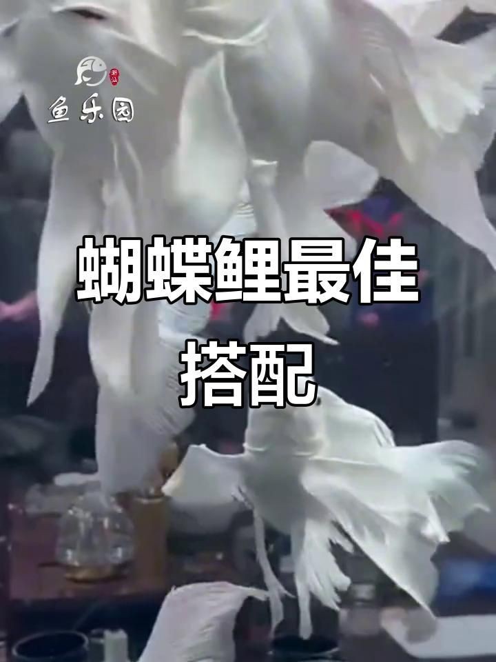 蝴蝶魚能和什么魚混養