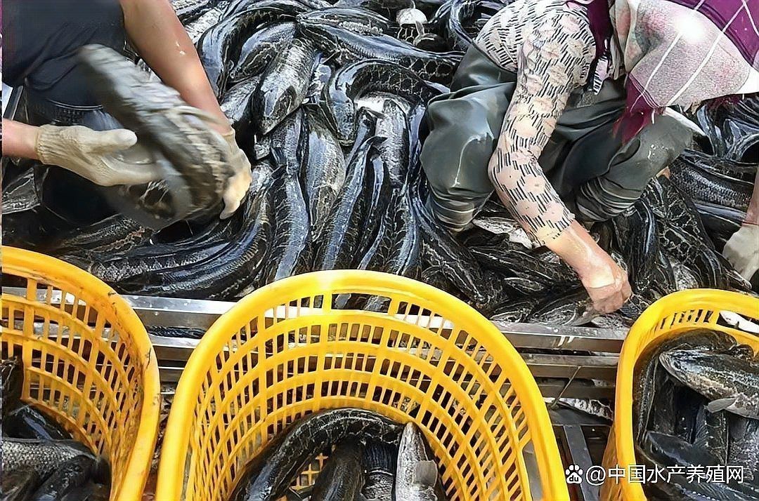 秋刀魚貴還是鲅魚貴