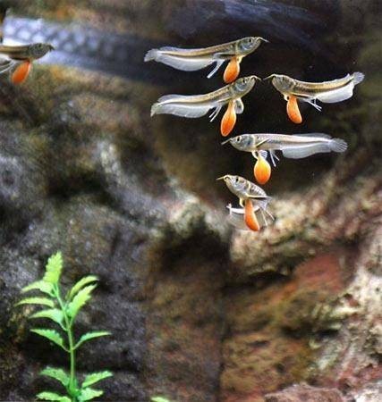 銀龍魚最大能長多大圖片視頻