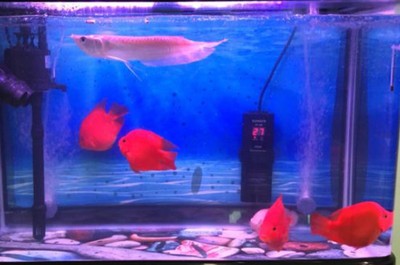 龍魚(yú)缸背景畫(huà)圖片（龍魚(yú)缸背景畫(huà)圖片的選擇）