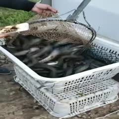 附近哪里有黑魚(yú)苗出售