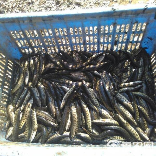附近哪里有黑魚(yú)苗出售