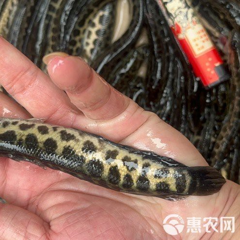 附近哪里有黑魚(yú)苗出售