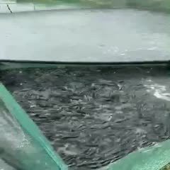 附近哪里有黑魚(yú)苗出售