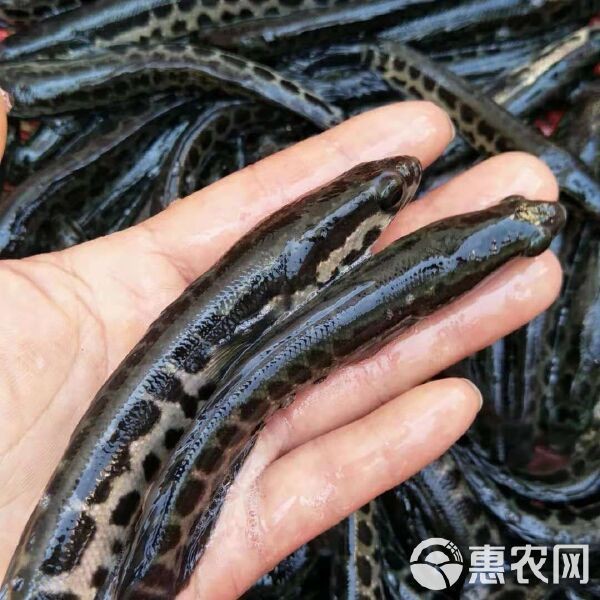 附近哪里有黑魚(yú)苗出售