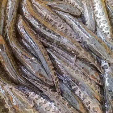 附近哪里有黑魚(yú)苗出售