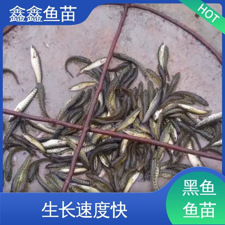 附近哪里有黑魚(yú)苗出售