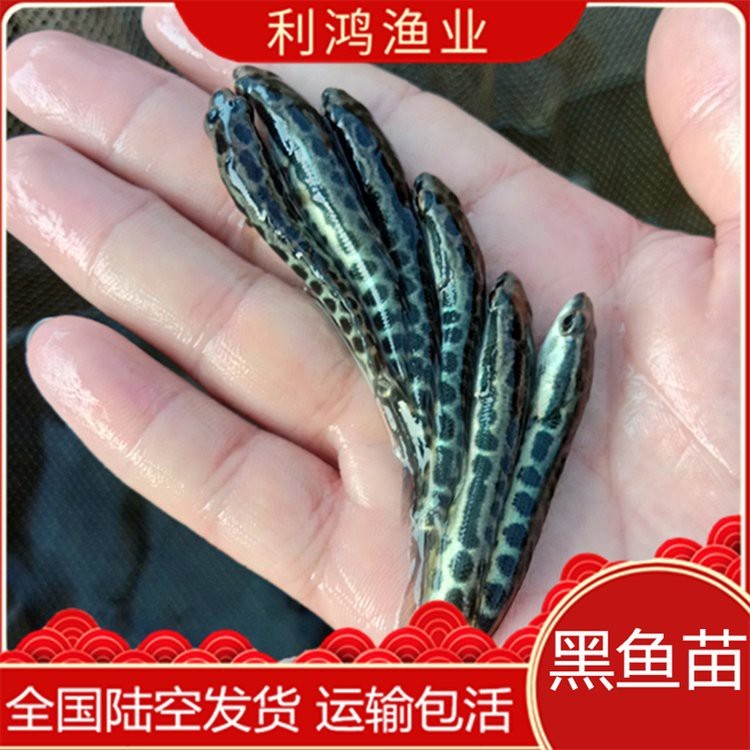 附近哪里有黑魚(yú)苗出售