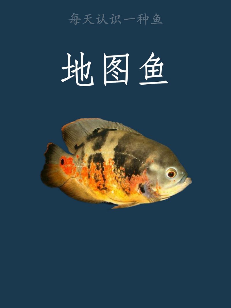 地圖魚排名第一名