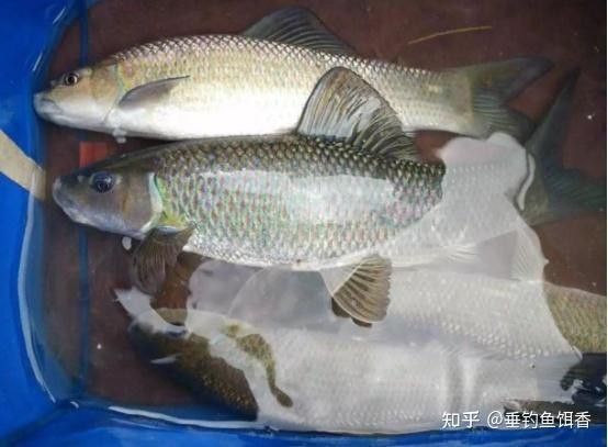 青龍棒一斤價格表