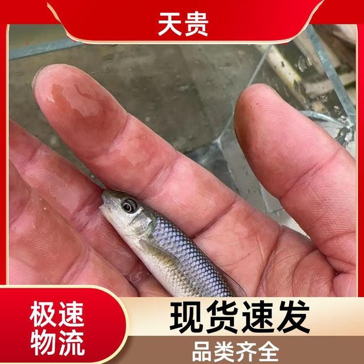 青龍棒一斤價格表
