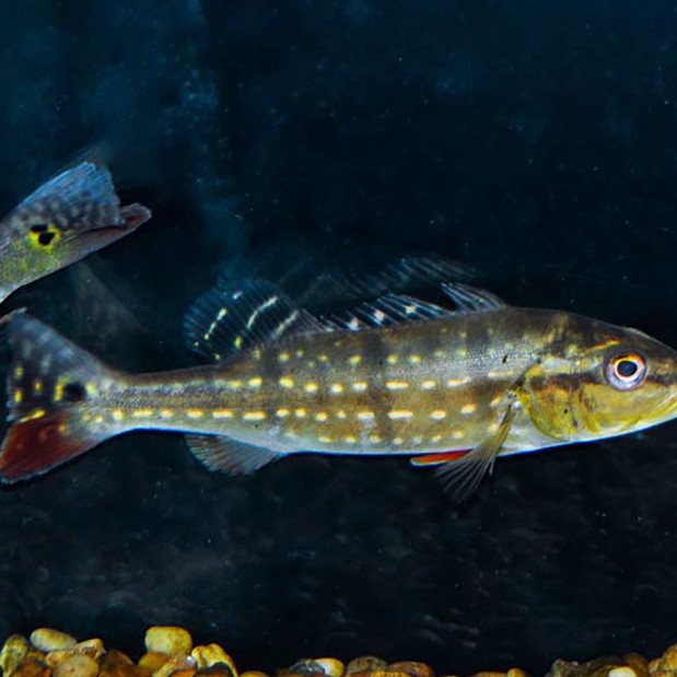 帝王三間魚最忌三種東西