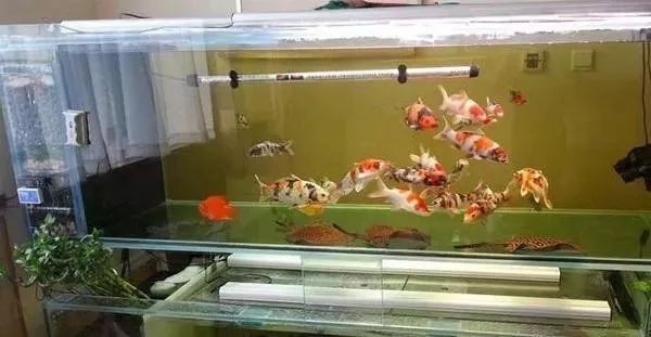 1米2缸最大能養多大錦鯉