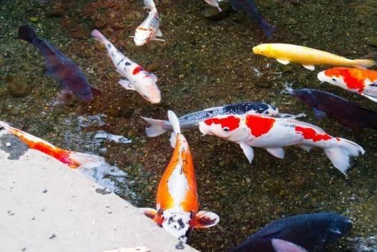 1米2缸最大能養多大錦鯉