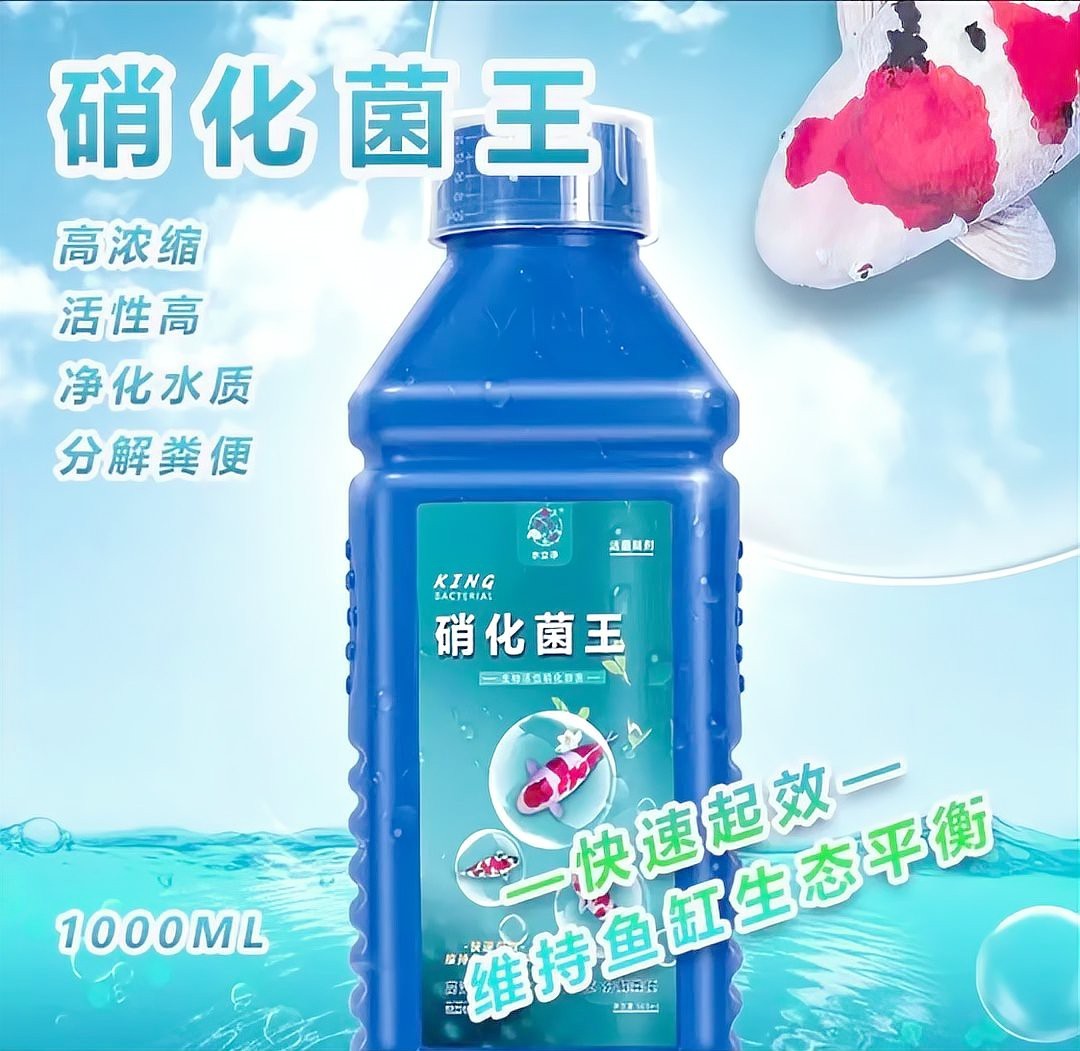 1米2缸最大能養多大錦鯉