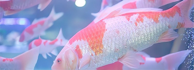 1米2缸最大能養多大錦鯉