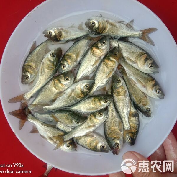 附近魚苗批發