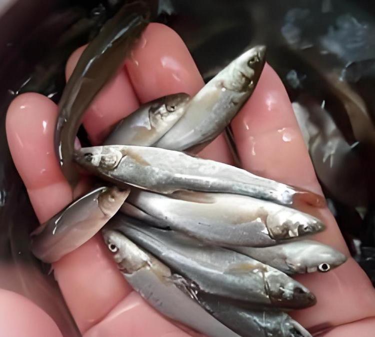 附近魚苗批發
