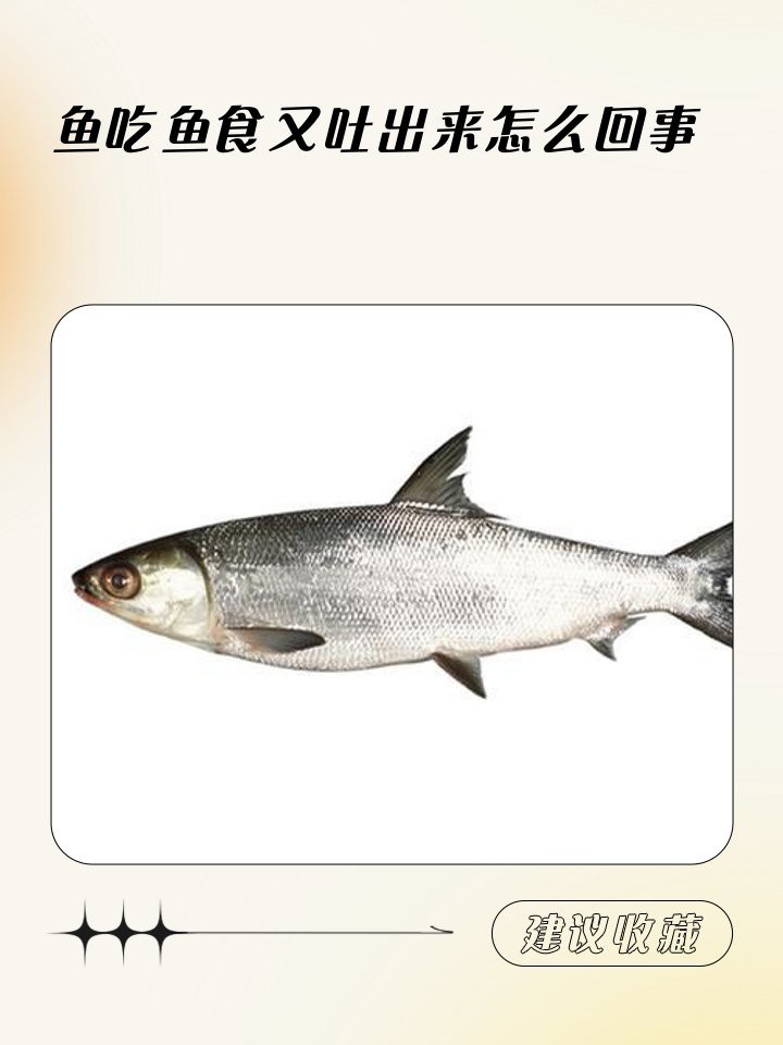 魚反復(fù)吃食又吐出來