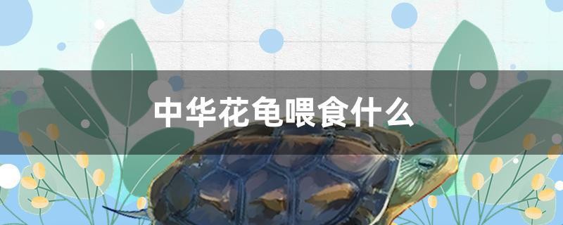 中華花龜喂食什么 中華花龜喂食什么 全國水族館企業名錄