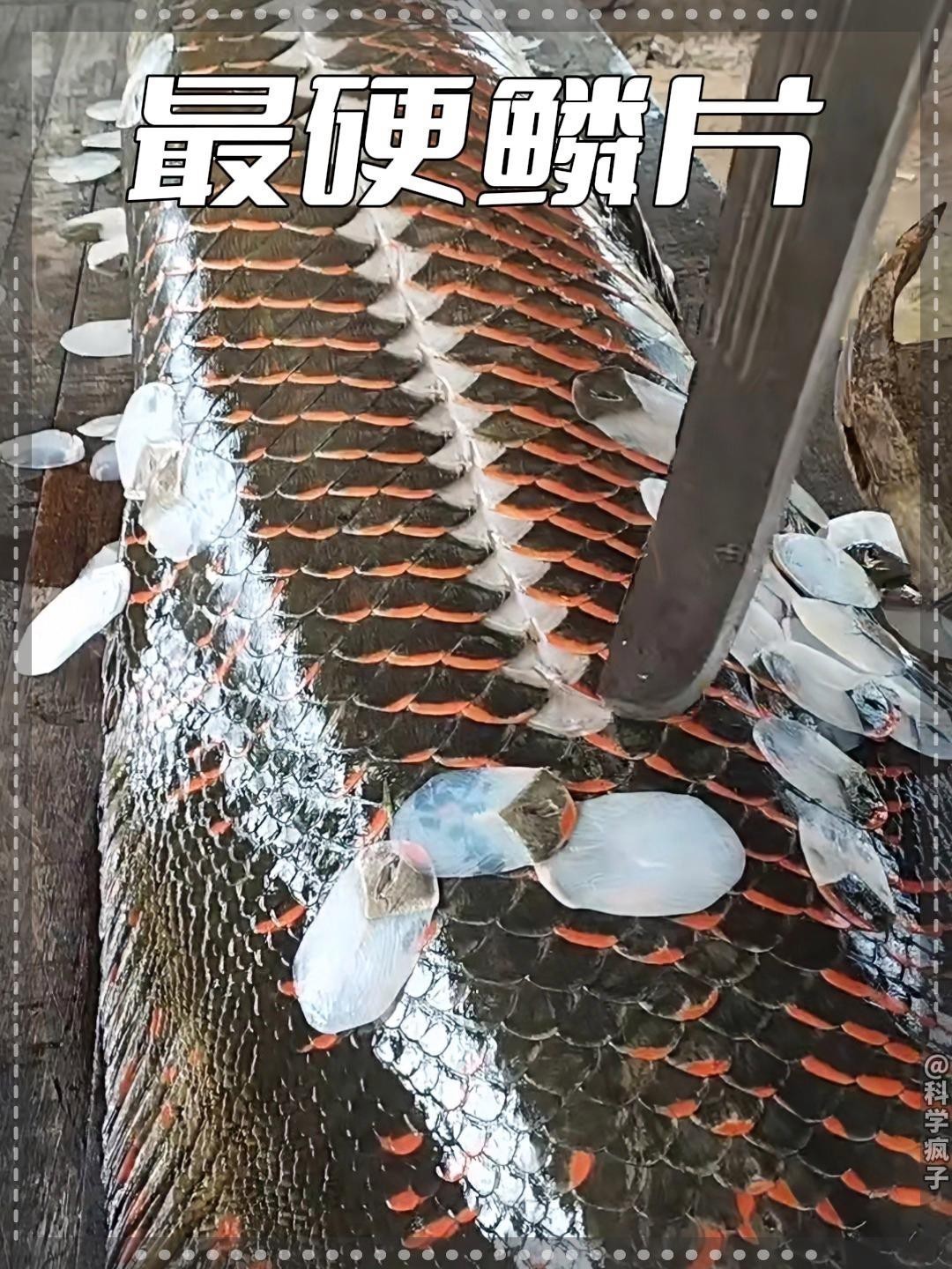 鱷雀鱔尖嘴鱷屬于什么檔次