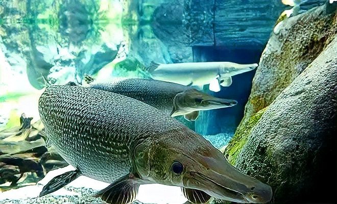 鱷雀鱔尖嘴鱷屬于什么檔次 鱷雀鱔尖嘴鱷屬于什么檔次 龍魚論壇 第5張