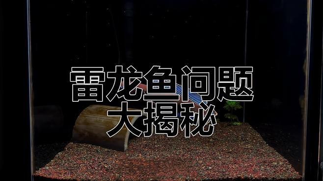 雷龍魚飼養需要注意什么？